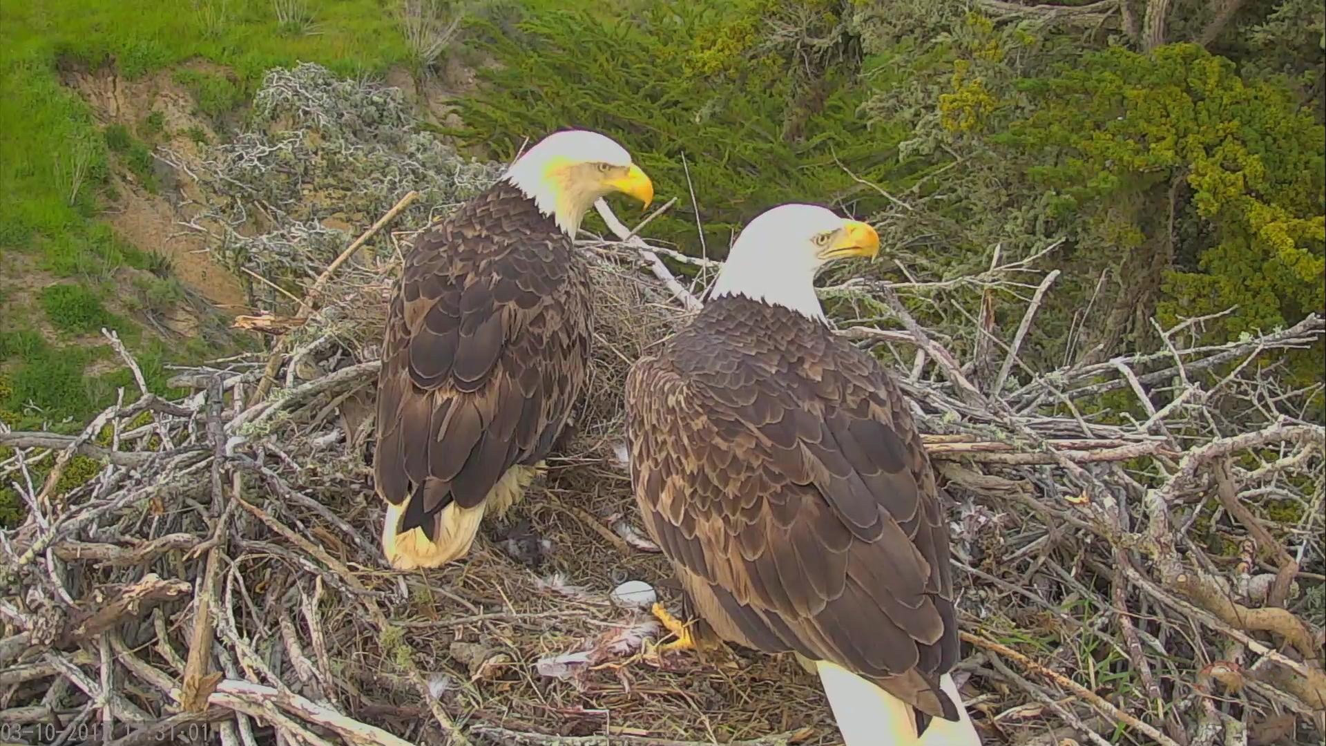 Weißkopfseeadler -Kanalinseln