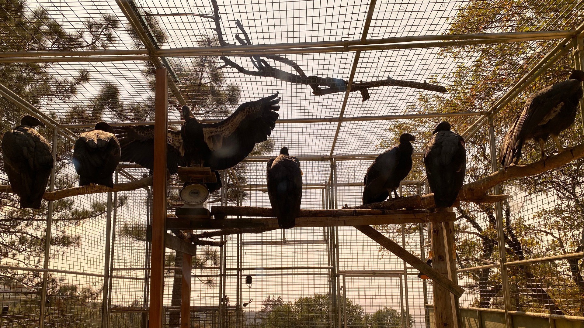 Condor Sanctuary in San Simeon