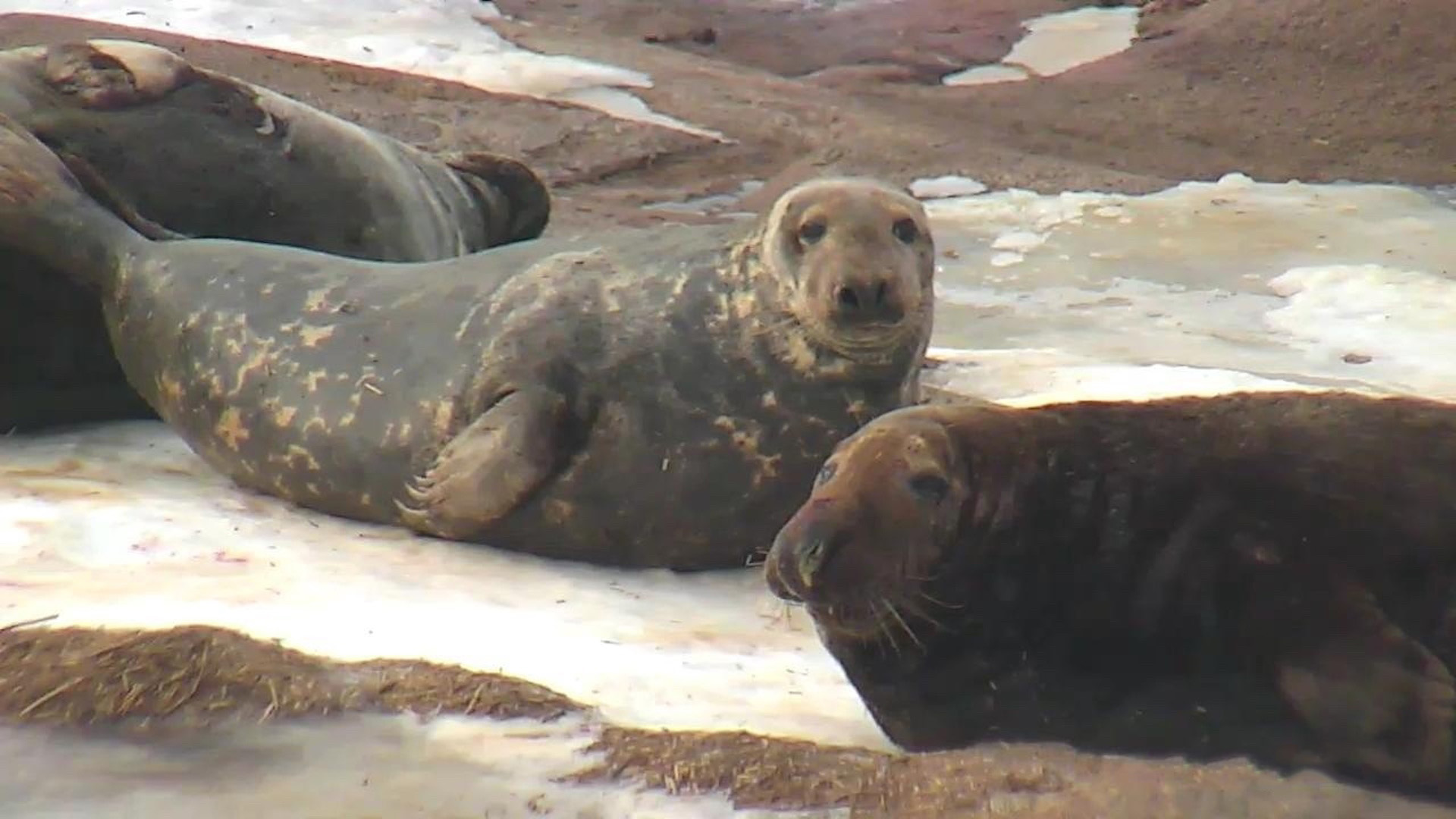 Gray Seal Pupping