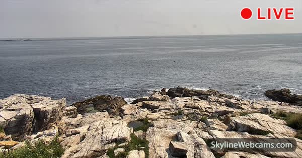 Gull Colony  Appledore Island