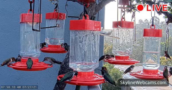 Кормушка для колибри Калифорния