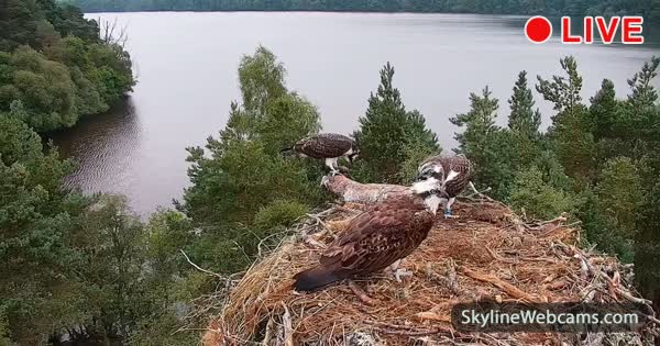Fischadler-Nest am Loch of the Lowes