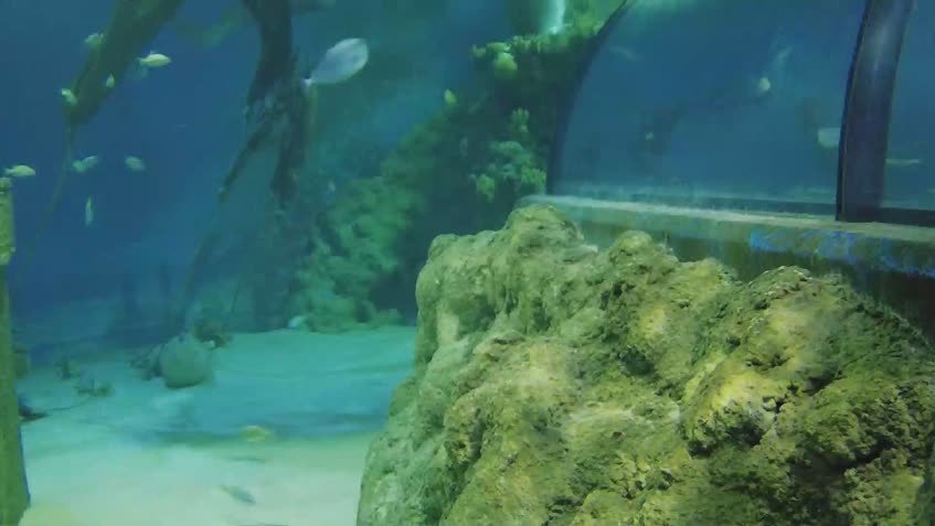 マルタ国立水族館