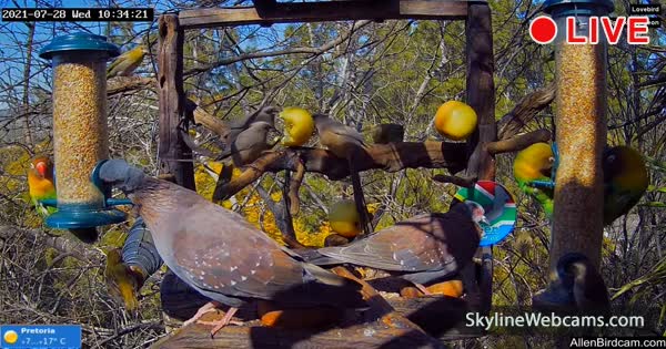 Pretoria Bird Feeder