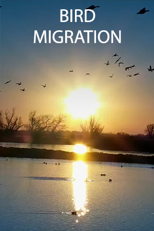 Sacramento National Wildlife Refuge