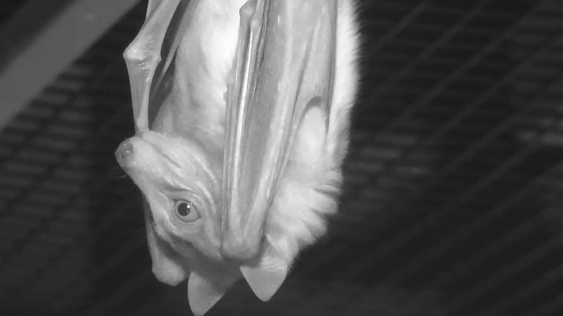 live-hd-webcam-the-giant-flying-fox-the-giant-flying-fox-webcam