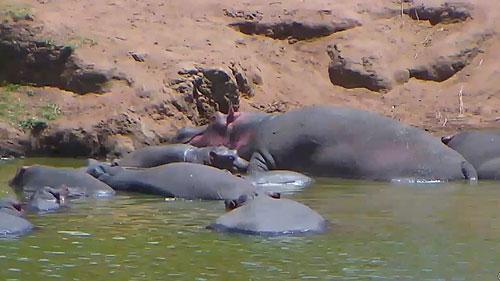 Afrikanisches Bewässerungsloch, Kenia