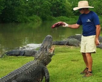 Alligator Alley Live