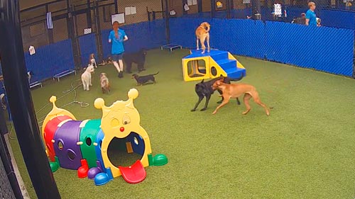 Audubon Cam, Jefferson