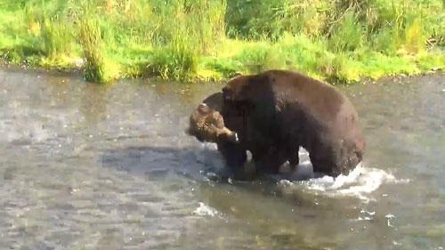 ブルックスフォールズのクマ