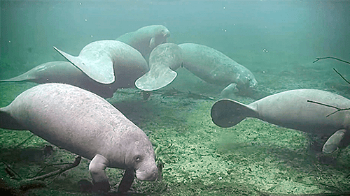 ブルー・スプリング・ステート・パーク