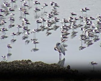 Bolivar Peninsula Wetlands & Wildlife