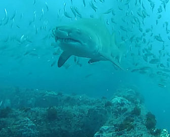 Основные моменты Shark Shark Fear Fear