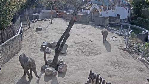 Elefantes, zoológico de Budapest