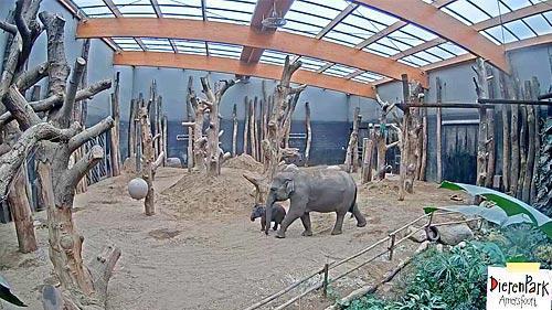 Live HD Webcam Elephants Cam, Dieren Park,Elephants Cam, Dieren Park