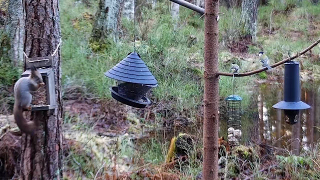 Финские белки