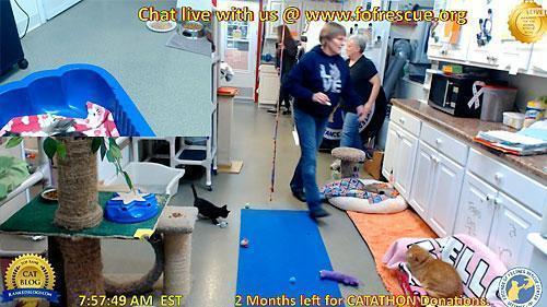 Friends Of Felines Rescue Center Live Cam Live HD Webcam Friends of Felines’ Rescue Center,Friends of Felines