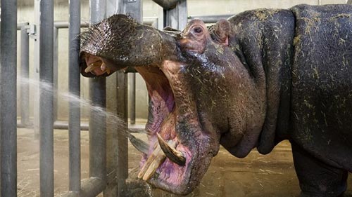 Hippos Dvur Králové Zoo