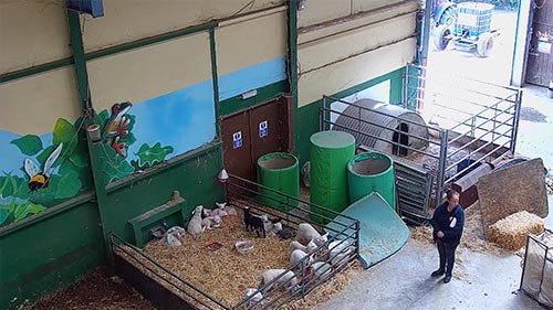 Lambcam, die großen Schafe