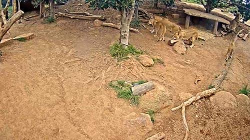 Lion Cam, Werribee Zoo