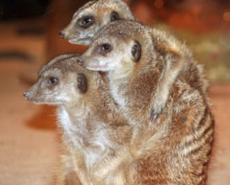 Live Meerkat  from Maritime Aquarium at Norwalk
