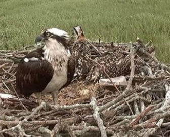 Live Osprey  New Haven, CT