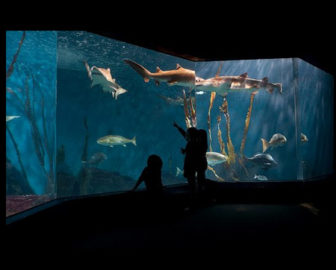 Live Shark  from Maritime Aquarium at Norwalk