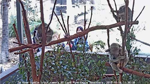 Santuário de Koala de Pinheiro solitário