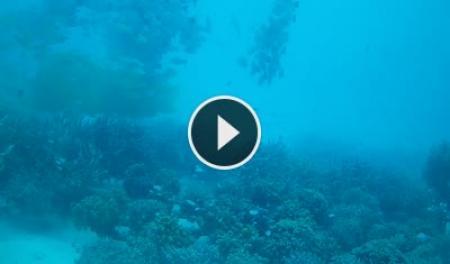 Meeru Island (North Malé Atoll): Underwater cam in Meeru Island - Maldives