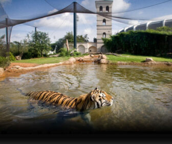 Mike the Tiger lsu pus
