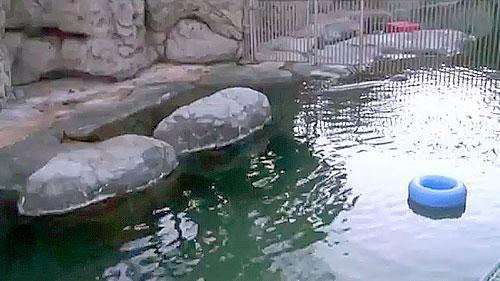 Monk Seal Habitat Makai