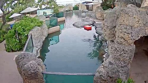 Monk Seal Habitat Mauka