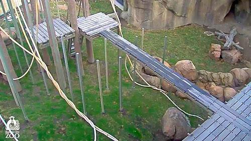 Orang-Utan, Zoo von Kansas City