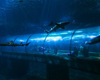 Oregon Coast Aquarium Shark