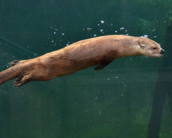 Otter  at Virginia Living Museum
