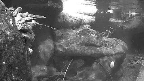 Penguin Underwater Cam