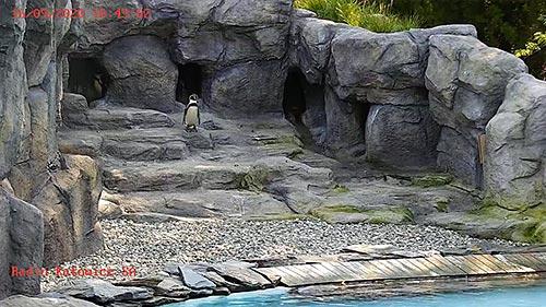 Live HD Webcam Penguins Cam, Silesian Zoo,Penguins Cam, Silesian Zoo ...