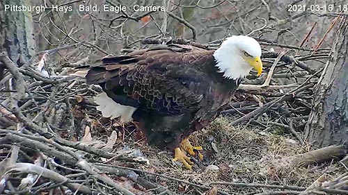 Live HD Webcam Pittsburgh Hays Bald Eagle,Pittsburgh Hays Bald Eagle