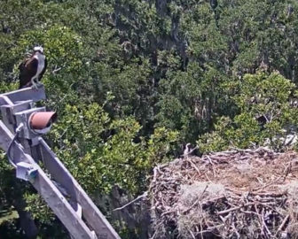 Саванна, Ga Osprey Nest