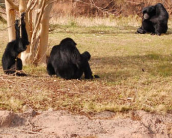 Virginia Zoo à Norfolk, VA